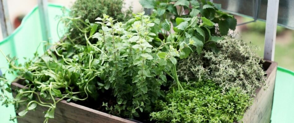Chronique Nature : les herbes aromatiques maison