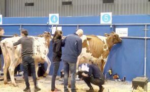 PETA contre la consommation de lait