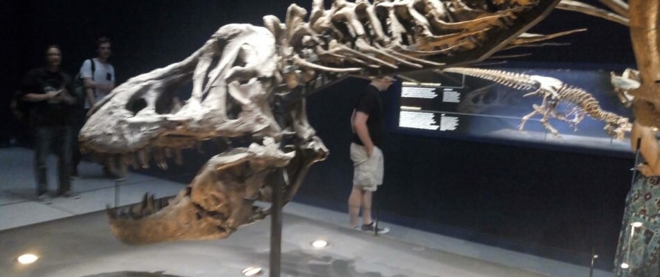 Un T-Rex à Paris: prolongations jusqu&rsquo;en novembre !
