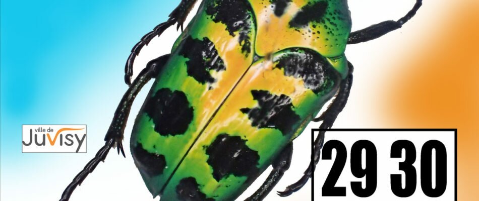 29-30 septembre: Bourse internationale aux insectes à Juvisy