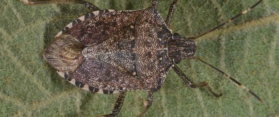 Invasion de punaises diaboliques en Ile de France