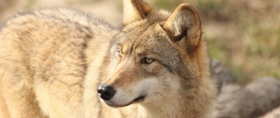 Les loups se rapprochent de Paris…